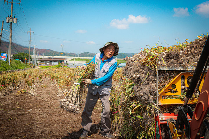 [의성=뉴시스] 한지형 마늘 전국 최대 생산지인 의성에서 마늘을 수확하고 있다. (사진=의성군 제공) 2025.06.18. photo@newsis.com *재판매 및 DB 금지