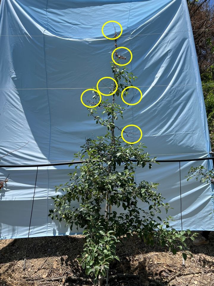 [안동=뉴시스] 가지 끝에 열상을 입은 의성의 나과나무. (사진=경북도 제공) 2025.06.19. photo@newsis.com *재판매 및 DB 금지