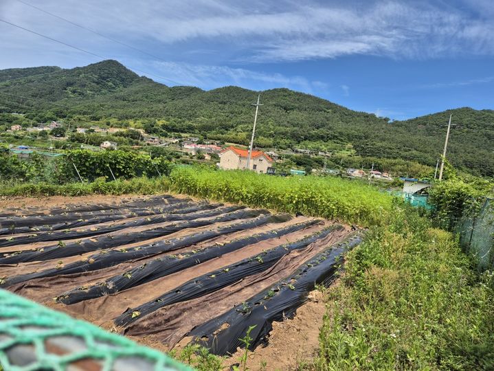 [창원=뉴시스] 경남경찰청이 마약류 국내 유통 억제를 위해 지난 대마 재배 허가지를 대상으로 특별점검을 실시하고 있다. (사진=경남경찰청 제공) 2025.06.19. photo@newsis.com *재판매 및 DB 금지