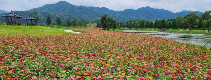 [거창=뉴시스] 경남 거창창포원 여름꽃. (사진=거창군 제공) 2025.06.19. photo@newsis.com&nbsp; *재판매 및 DB 금지