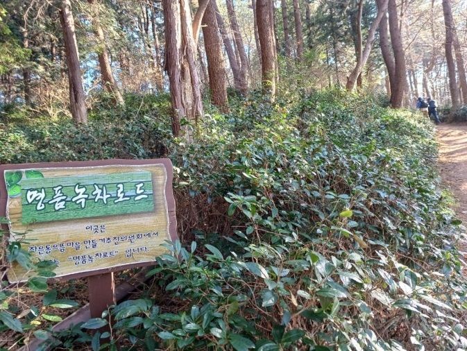 [창원=뉴시스] 경남 창원시 진해구 시루봉 방화수 녹차밭. (사진=창원시 제공) 2025.06.19. photo@newsis.com *재판매 및 DB 금지