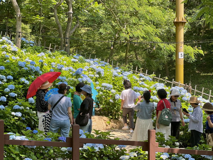 [진주=뉴시스]진주시, ‘2025 월아산 수국정원 축제’.(사진=진주시 제공).2025.06.19.photo@newsis.com *재판매 및 DB 금지