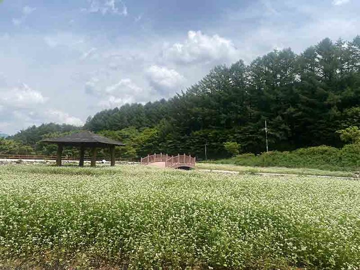 태백산국립공원 하늘공원에 조성된 메밀밭과 수변공간 모습.(사진=태백산국립공원 제공) *재판매 및 DB 금지