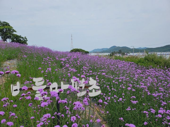 [신안=뉴시스]퍼플섬에 핀 버들마편초. (사진=신안군 제공) 2025.06.19. photo@newsis.com *재판매 및 DB 금지