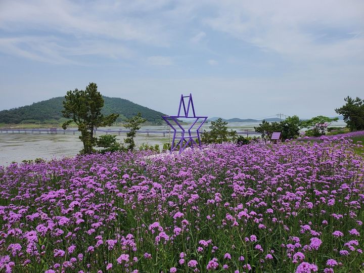 [신안=뉴시스]퍼플섬 버들마편초. (사진=신안군 제공) 2025.06.19. photo@newsis.com *재판매 및 DB 금지