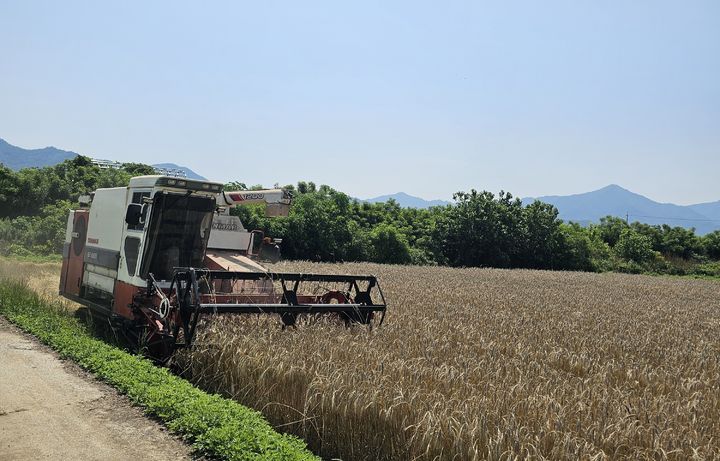 [영암=뉴시스]트리티케일 수확. (사진=영암군 제공) 2025.06.19. photo@newsis.com *재판매 및 DB 금지