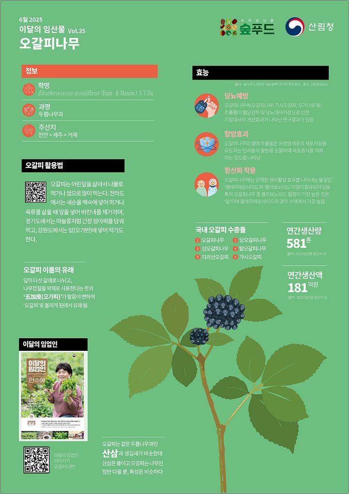 [대전=뉴시스] 6월 이달의 임산물로 선정된 오갈피나무.(사진=산림청 제공) *재판매 및 DB 금지