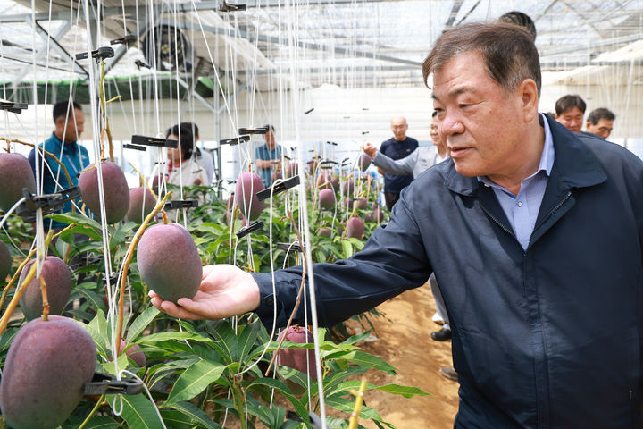 [산청=뉴시스] 경남 산청군 애플망고 재배농가 성과평가회. (사진=산청군 제공) 2025.06.19. photo@newsis.com&nbsp; *재판매 및 DB 금지