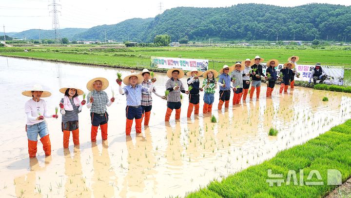 영천시·농민회, 풍년 농사 기원 통일벼 손 모내기 