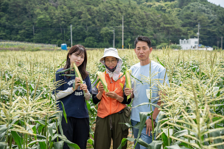[고성=뉴시스]지난 19일 경남 고성 애플초당옥수수밭에서 최문영 이마트 AS바이어와 애플초당옥수수 농주 염애자씨, 김갑곤 이마트 바이어가 옥수수를 들고 포즈를 취하고 있다.(사진=이마트 제공) *재판매 및 DB 금지