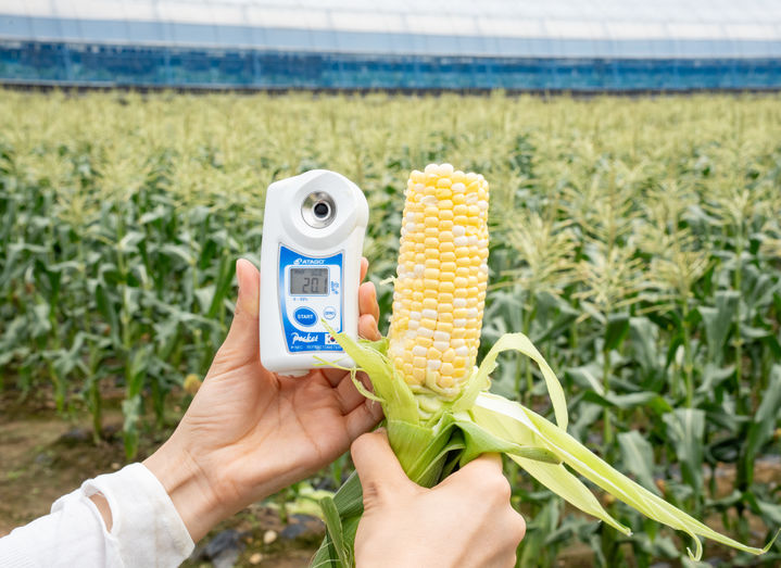 [고성=뉴시스]지난 19일 수확한 애플초당옥수수가 당도계에서 20 브릭스를 나타내고 있다.(사진=이마트 제공) *재판매 및 DB 금지