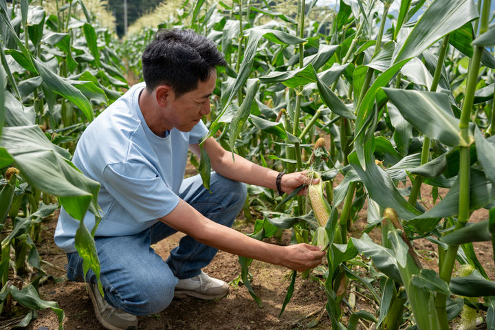 [고성=뉴시스]지난 19일 경남 고성에서 김갑곤 이마트 바이어가 애플초당옥수수를 수확하고 있는 모습이다.(사진=이마트 제공) *재판매 및 DB 금지