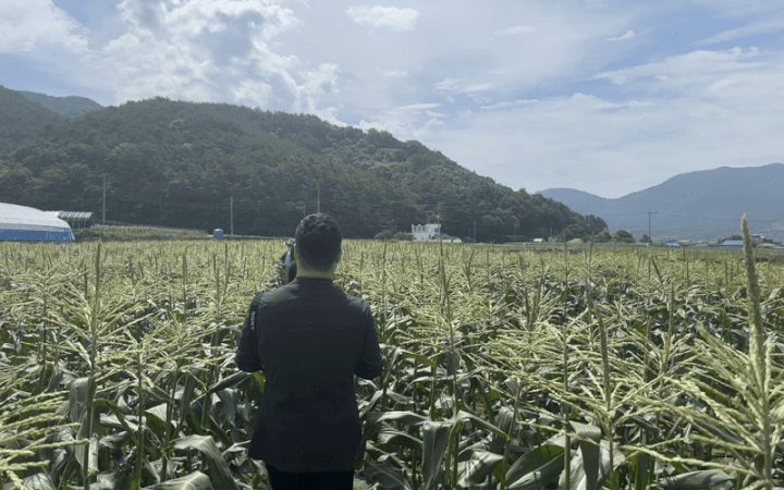 [고성=뉴시스]전병훈 기자 = 지난 19일 경남 고성에서 이마트 관계자와 함께 애플초당옥수수 밭을 지나가고 있다. *재판매 및 DB 금지 *재판매 및 DB 금지