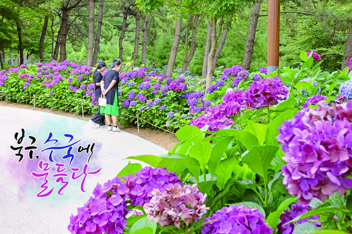 [부산=뉴시스] 부산 북구 '제1회 북구 트래블로드 수국 축제'. (사진=북구청 제공) 2025.06.20. photo@newsis.com *재판매 및 DB 금지