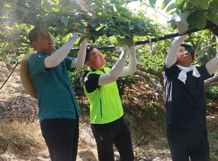 [부산=뉴시스] 19일 부산 기장군 장안읍의 한 배 농가에서 (왼쪽부터) 동부산농협 송수호 조합장과 부산농협 이수철 본부장, 무학 김진익 부문장이 배 봉지 씌우기 작업을 하고 있다. (사진=부산농협 제공) 2025.06.20. photo@newsis.com *재판매 및 DB 금지