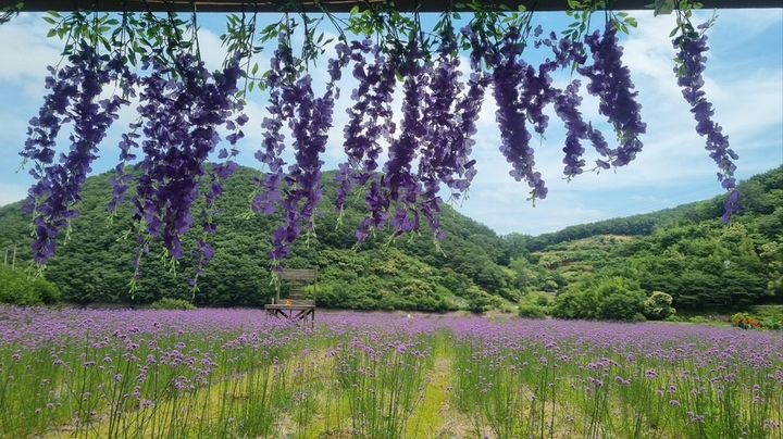 [고성(경남)=뉴시스] 신정철 기자= 천년고찰 옥천사가 10분 거리인 경남 고성군 개천면 월곡마을 들판에는 지난 20일, 수천 송이 버들마편초가 만개하며 마을 전체가 보랏빛 향연으로 물들었다.(사진=고성군 제공).2025.06.21. photo@newsis.com *재판매 및 DB 금지