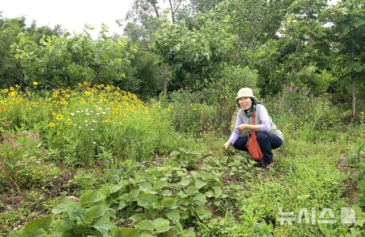 [제주=뉴시스] 임재영 기자 = 정원지기 현경숙씨가 20일 오전 '꽃덤블'에서 꽃밭과 텃밭을 살펴보고 있다. 이 정원에서 치유와 힐링을 위한 프로그램을 운영하고 있다. 2025.06.22. ijy788@newsis.com