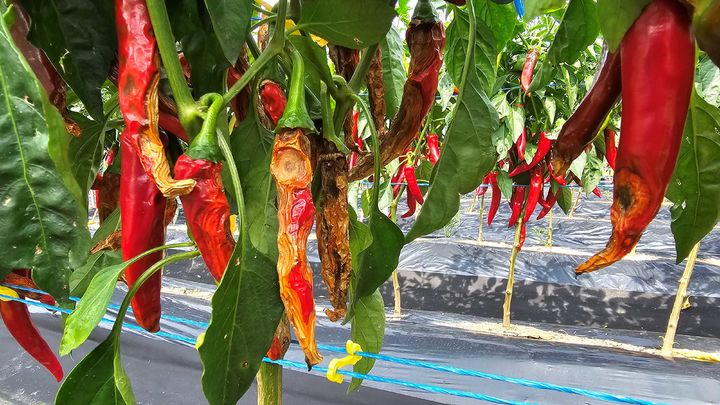 [수원=뉴시스] 고추 탄저병. (사진=경기도농기원 제공) 2025.06.23. photo@newsis.com *재판매 및 DB 금지