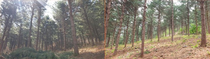 [대전=뉴시스] 산불예방 숲가꾸기 사업 진행 전(왼쪽)과 후의 모습.(사진=산림청 제공) *재판매 및 DB 금지