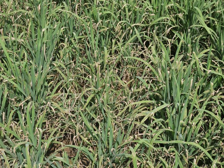 [진주=뉴시스] 벼 잎도열병. (사진=경남농업기술원 제공) 2025.06.23. photo@newsis.com *재판매 및 DB 금지