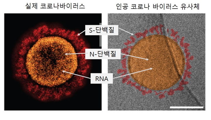 인공바이러스와 실제 바이러스의 구조 전자현미경 사진. (사진=서강대 제공) *재판매 및 DB 금지