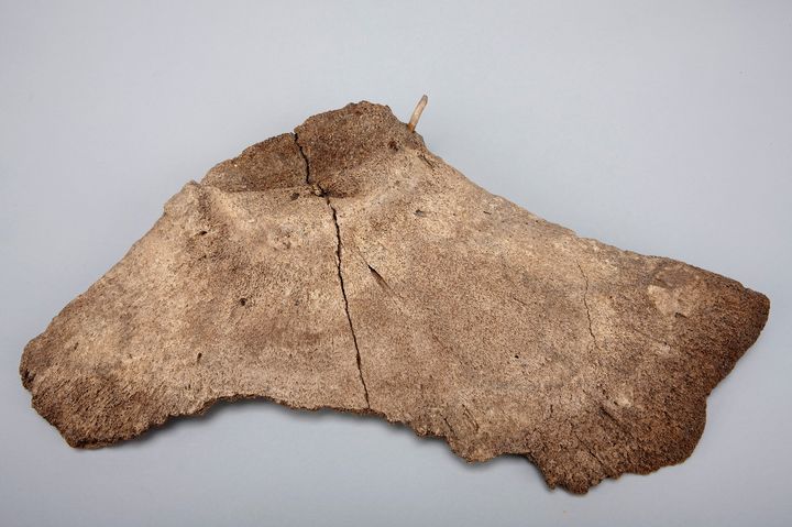 [울산=뉴시스] 구미현 기자 = 울산 황성동 유적에서 발굴된 골촉 박힌 고래뼈 (사진=울산박물관 제공) 2025.06.23. photo@newsis.com *재판매 및 DB 금지