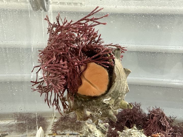 [부산=뉴시스] 석회조류를 섭식하는 소라 (사진=한국해양과학기술원 제공) 2025.06.23. photo@newsis.com *재판매 및 DB 금지