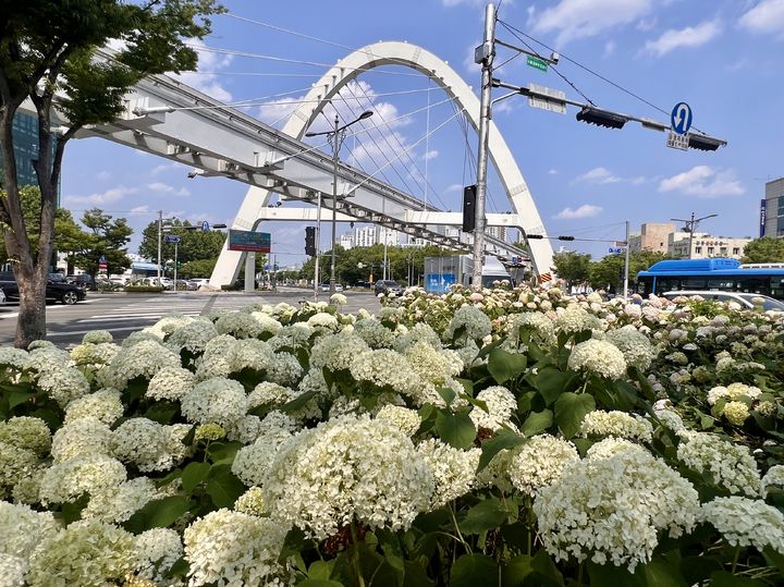 [대구=뉴시스] 대구 서구 그린웨이 단풍원 내 조성된 '수국 테마정원' (사진=대구 서구 제공) 2025.06.23. photo@newsis.com *재판매 및 DB 금지