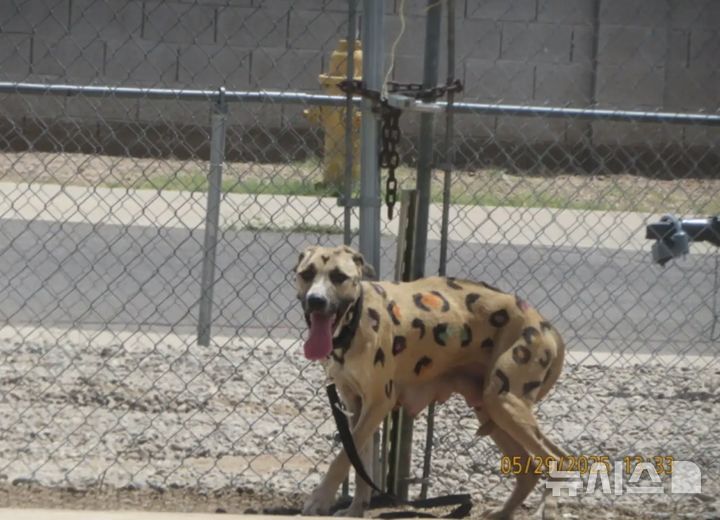 [뉴시스]뜨거운 도로위에 유기된 표범 무늬를 한 개 한 마리가 구조됐다. (사진=더도도) 