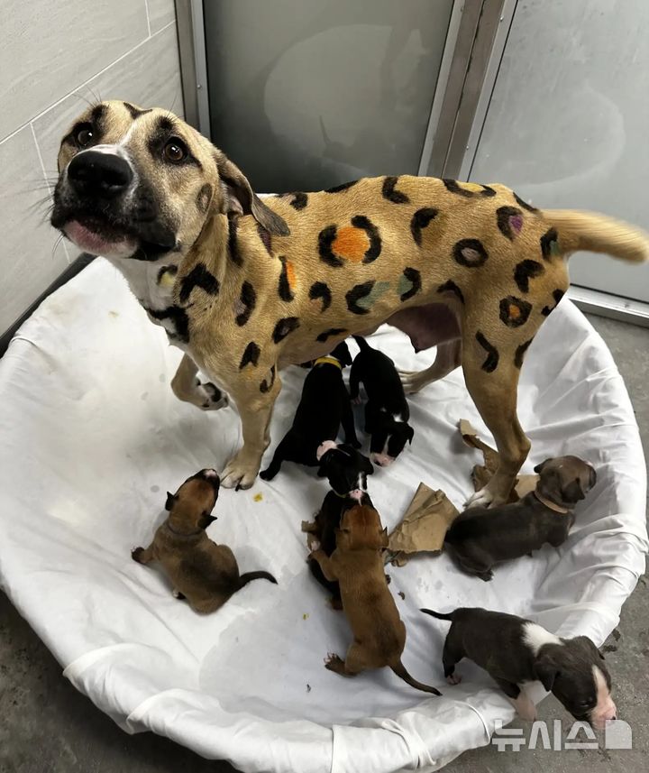 [뉴시스]뜨거운 도로위에 유기된 표범 무늬를 한 개 한 마리가 구조됐다. (사진=더도도) 