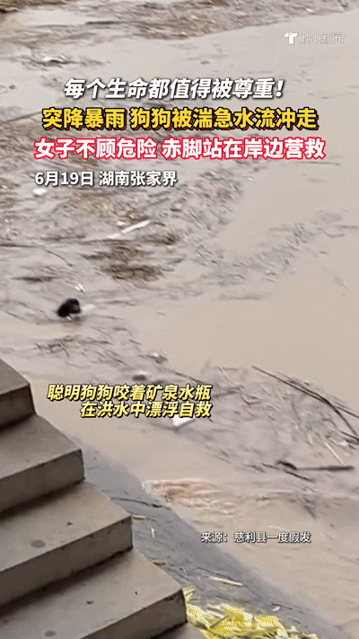 [뉴시스]중국 후난성 장가계에서 발생한 홍수로 강아지 한 마리가 물에 휩쓸려 떠내려갔다.(사진= 시티 뉴스 광동) *재판매 및 DB 금지