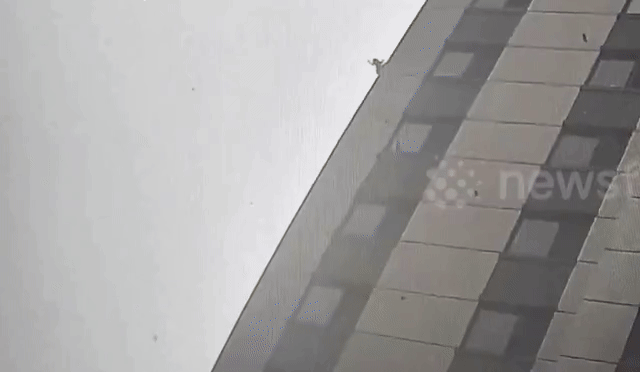 [뉴시스] 중국에서 한 고양이가 아파트 16층 높이에서 떨어졌음에도 다치지 않고 무사히 바닥에 착지한 사실이 알려져 화제를 모으고 있다. (영상=뉴스플레어) *재판매 및 DB 금지