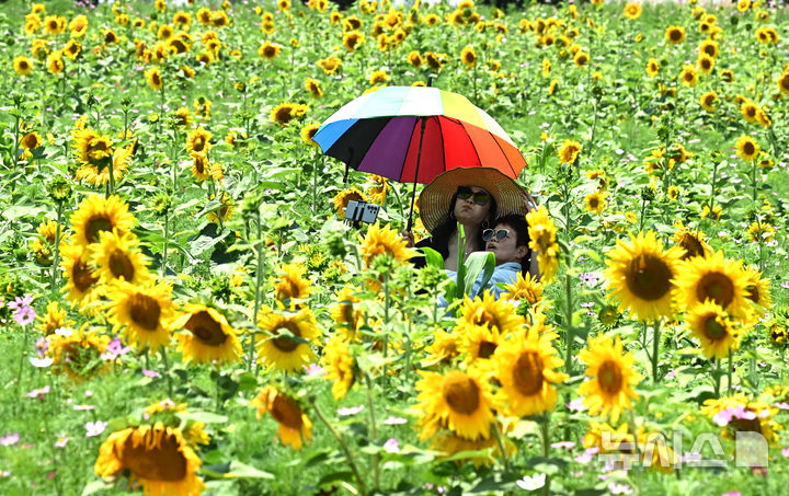 [안성=뉴시스] 김종택 기자 = 장마가 소강상태를 보인 23일 경기 안성시 안성팜랜드를 찾은 시민들이 활짝 핀 해바라기 꽃밭에서 추억을 남기고 있다. 2025.06.23. jtk@newsis.com