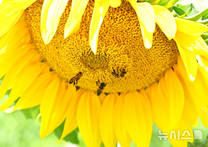[안성=뉴시스] 김종택 기자 = 23일 경기 안성시 안성팜랜드에서 꿀벌이 활짝 핀 해바라기에 앉아 꿀을 모으고 있다. 2025.06.23. jtk@newsis.com