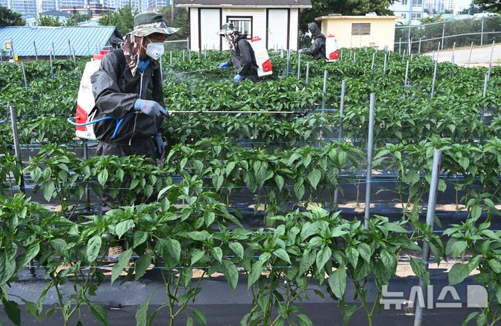 [화성=뉴시스] 김종택 기자 =농촌진흥청은 '2025년 여름철 농업인 온열질환 예방 대책'을 토대로 이 같은 내용의 현장 대응 강화 방안을 시행하고 있다고 16일 밝혔다. 사진은 지난달 23일 경기 화성시 경기도농업기술원 고추밭에서 관계자들이 방제작업을 하고 있는 모습. 2025.06.23. jtk@newsis.com