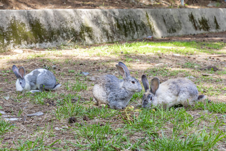 [칠곡=뉴시스] 요술고개에 나타난 토끼 가족. (사진=칠곡군 제공) 2025.06.24. photo@newsis.com *재판매 및 DB 금지