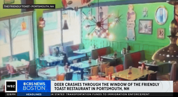 [서울=뉴시스] 사슴이 머리로 유리창을 깨며 식당에 난입하고 있다.(사진= CBS 보스턴) *재판매 및 DB 금지
