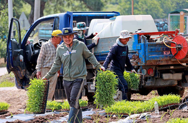 [청주=뉴시스] 캄보디아 출신 계절근로자들이 충북 괴산군 연풍면의 한 농가에서 옥수수 파종과 순 제거 작업에 구슬땀을 흘리고 있다. 해당 기사와 관련 없음. (사진=괴산군 제공) 2025.6.24. photo@newsis.com *재판매 및 DB 금지