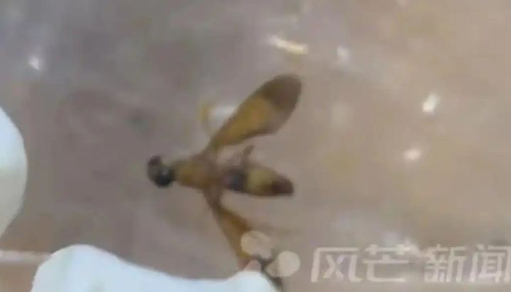 [서울=뉴시스] 배달로 주문한 볶음면에서 길이 10cm 이상의 비닐 조각과 날개 달린 벌레가 발견돼 논란이다.(사진=baidu 갈무리) *재판매 및 DB 금지