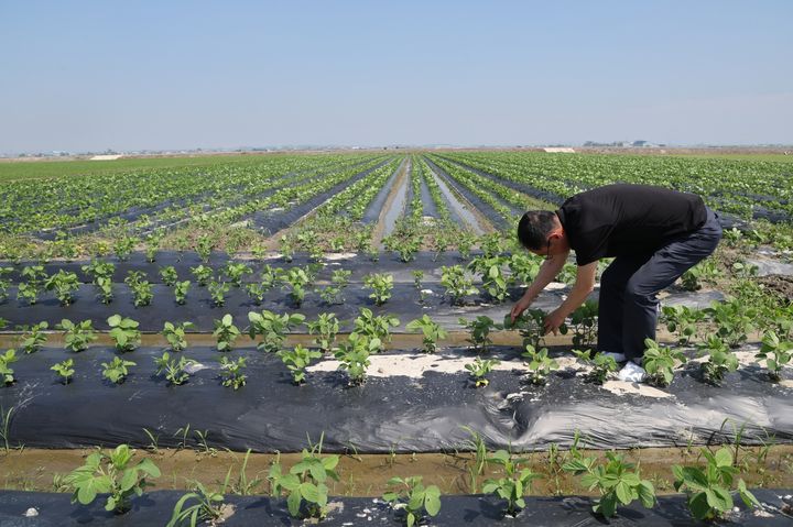 전북농기원, 배수로 정비 등 장마철 논콩 피해 예방해야