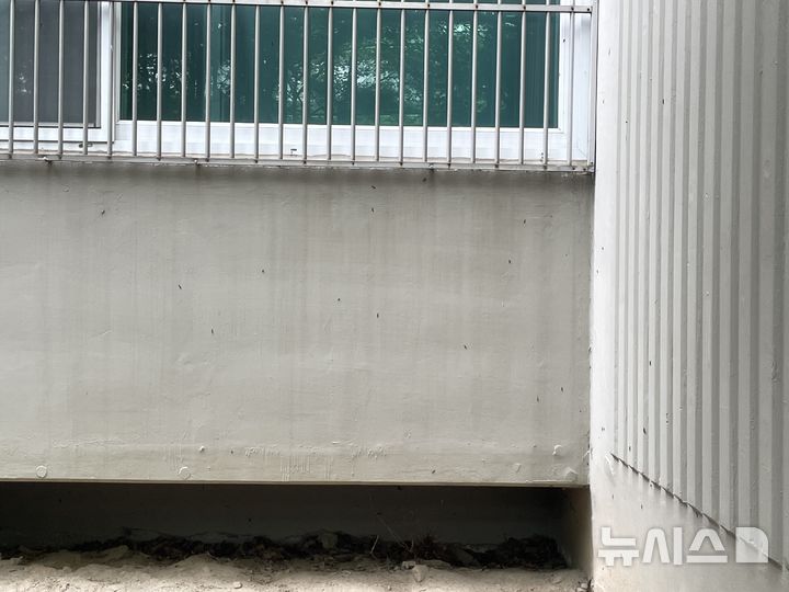 [서울=뉴시스]이채은 인턴기자=24일 오전 찾은 서울시 동대문구 휘경동 한 아파트의 외벽. 창문 아래 시멘트 벽면과 측면 벽체 곳곳에 러브버그 수십 마리가 붙어 있는 모습이 관찰됐다. 2025.06.24