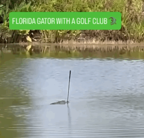 [뉴시스]미국 플로리다의 골프장에서 악어가 골프채를 물고 연못을 유유히 헤엄치는 모습이 포착돼 화제다. (사진=인스타그램 @mattdevittweather) *재판매 및 DB 금지 *재판매 및 DB 금지