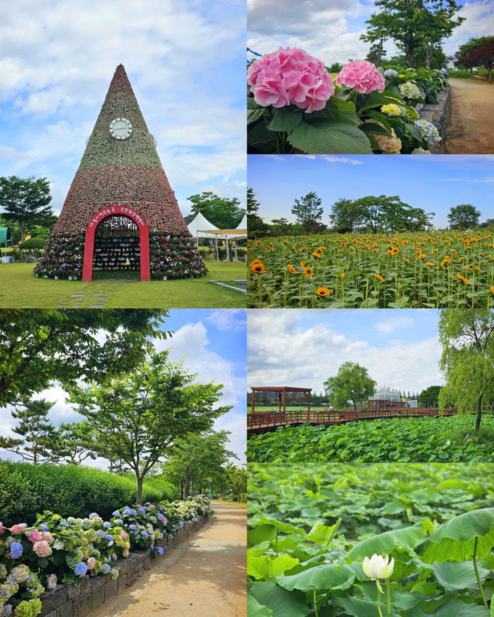 [무안=뉴시스]무안연꽃축제가 열리는 회산백련지. (사진=무안군 제공) 2025.06.24. photo@newsis.com *재판매 및 DB 금지