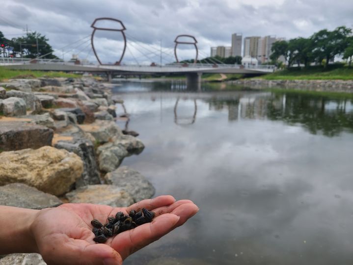 [순창=뉴시스] 전북 순창군의 역점사업인 '경천·양지천 수변 개발사업'을 통해 수질이 맑고 오염이 적은 곳에서 서식하는 지표생물 '다슬기'의 서식이 확인되는 등 경천의 생태복원이 이뤄지고 있다. (사진=순창군 제공) 2025.06.24. photo@newsis.com *재판매 및 DB 금지