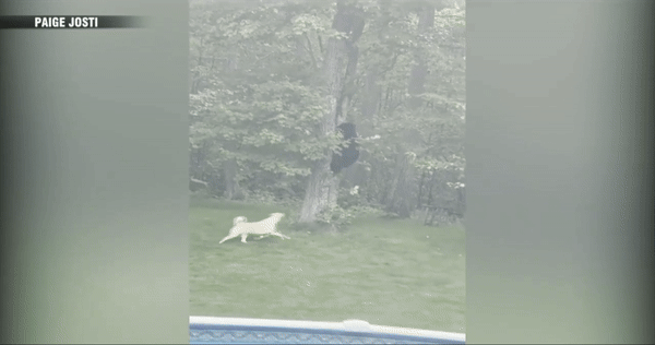 [서울=뉴시스] 개의 공격을 받은 곰이 겁에 질려 나무로 피하고 있다. (영상=7 News WHDH 갈무리) 06.22. *재판매 및 DB 금지 *재판매 및 DB 금지