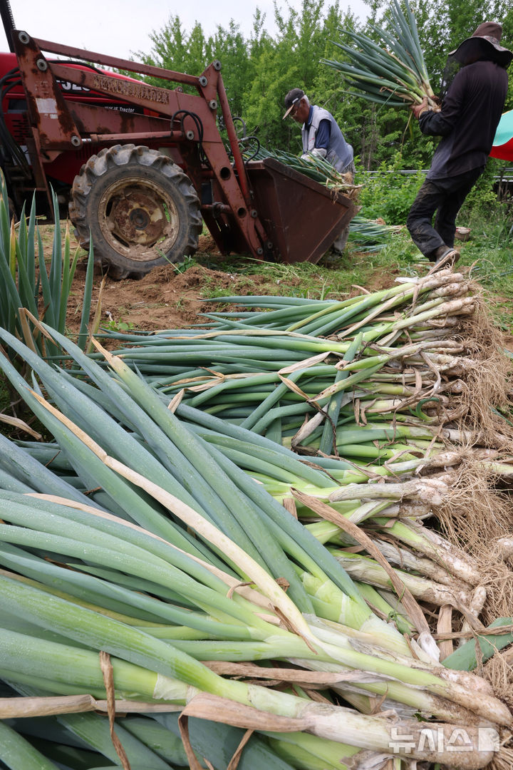 [인천=뉴시스] 전진환 기자 = 24일 오전 인천 남동구의 한 대파농장에서 작업자들이 장마철 집중호우에 대비해 폭염 속 대파를 수확하고 있다. 사진은 해당기사와 관련없음. 2025.06.24. amin2@newsis.com