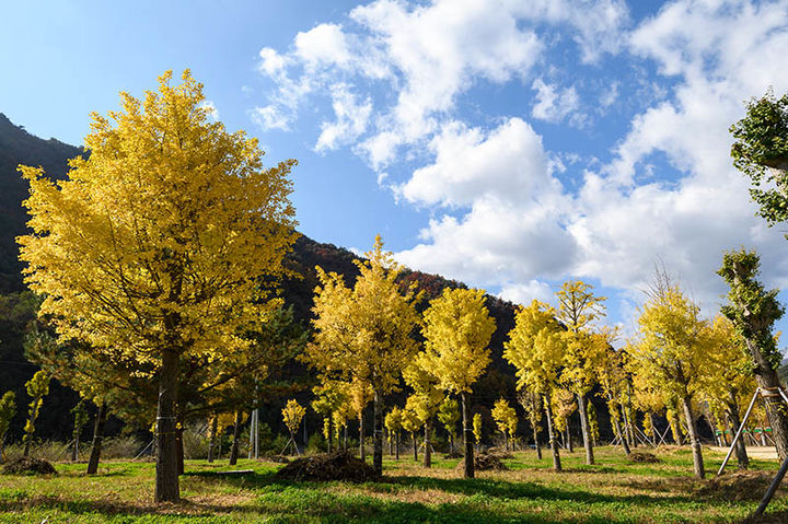 정선군 은행나무 천년의 숲 전경.(사진=정선군 제공) *재판매 및 DB 금지