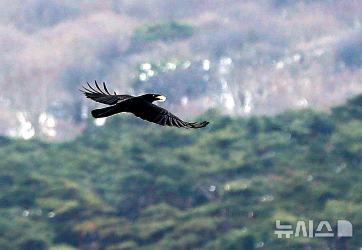 [서울=뉴시스] ﻿﻿환경부는 큰부리까마귀의 공격 사례가 늘어남에 따라 각별한 주의를 요구하며 실태 조사를 진행하고 대응 방안을 마련할 계획이라고 25일 밝혔다.