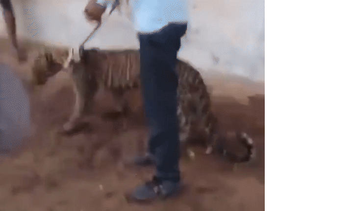 [뉴시스] 인도 라마가르 비스다리호랑이 보호구역에서 주민들이 병든 표범에게 목줄을 채워 끌고 다닌 장면이 포착돼 논란이다. (사진=X) 2025.06.24 *재판매 및 DB 금지