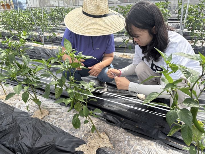  [의성=뉴시스] 고추 바이러스 감염 여부를 진단하고 있다. (사진=의성군 제공) 2025.06.25. photo@newsis.com *재판매 및 DB 금지